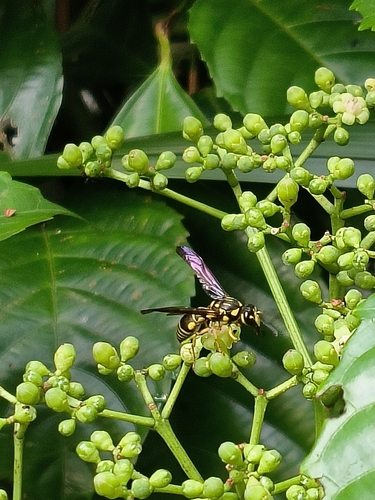 Gribodia confluenta observed 2025-07-16