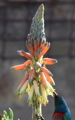 Aloe microstigma