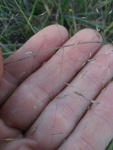 Cutover muhly (Muhlenbergia expansa)