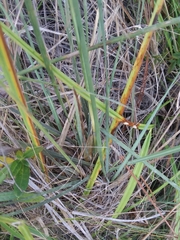 Muhlenbergia expansa