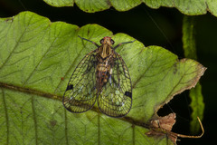 Nogodinidae