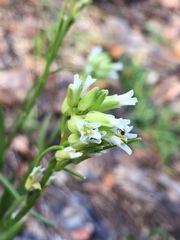 Borodinia missouriensis