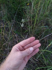 Muhlenbergia expansa