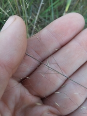 Muhlenbergia expansa