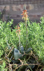 Aloe microstigma