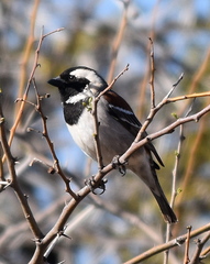 Passer melanurus melanurus