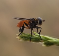 Galactomyia