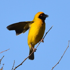 Ploceus velatus velatus