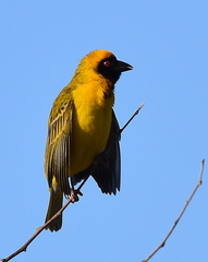 Ploceus velatus velatus