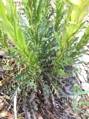 Borodinia missouriensis