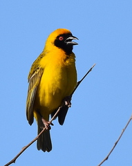 Ploceus velatus velatus