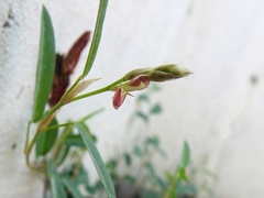 Alysicarpus ovalifolius