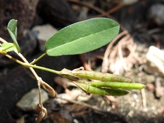 Alysicarpus ovalifolius