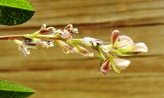 Alysicarpus ovalifolius