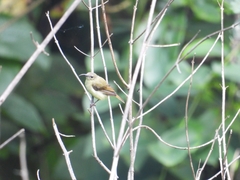 Chalcoparia singalensis