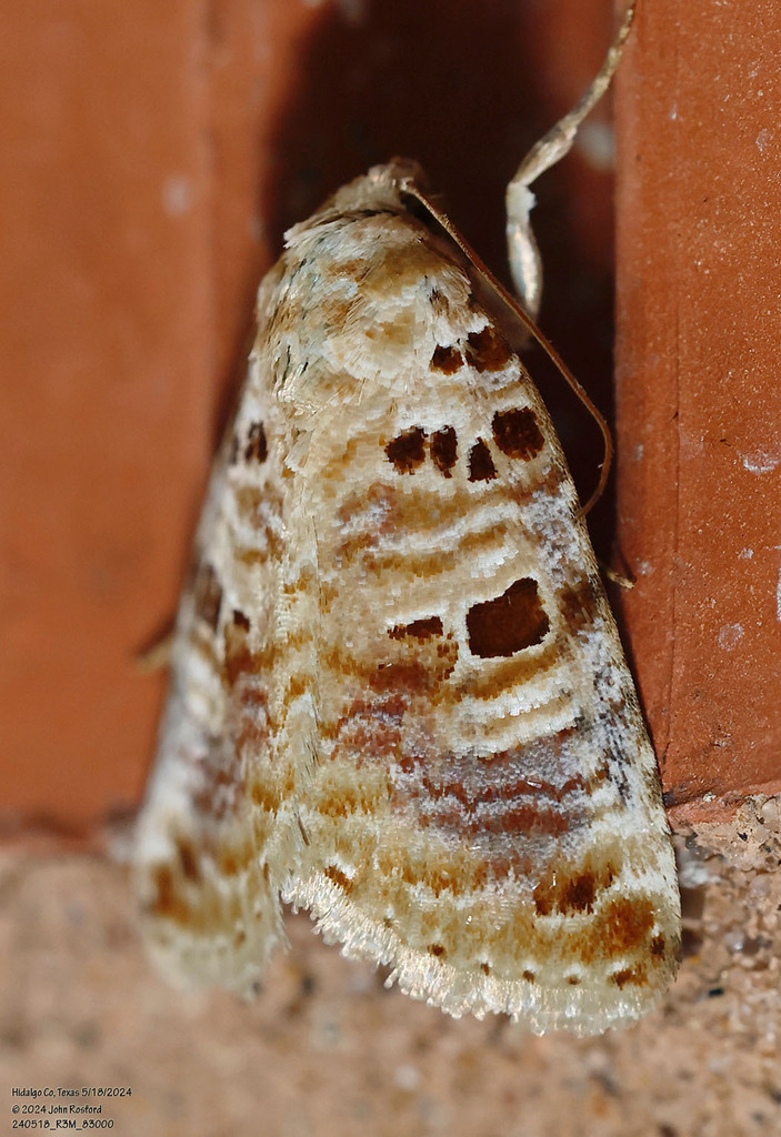 Lantana Moth Species Complex