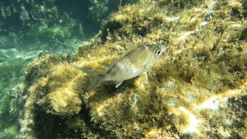 Yellowfin mojarra (Gerres cinereus) — Gerreidae — 4