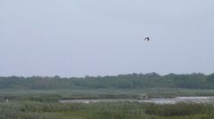 Nycticorax nycticorax