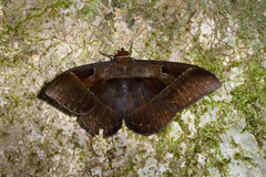 Cyligramma joa