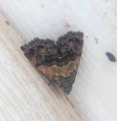 Tripudia balteata