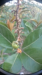 Byrsonima crassifolia