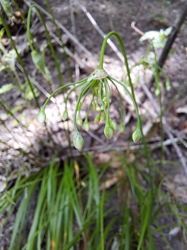 lillydale onion (Allium oxyphilum)