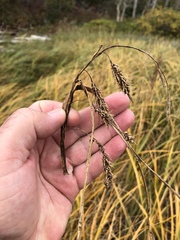 Carex paleacea