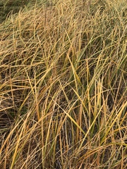 Carex paleacea