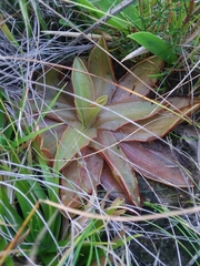 Pinguicula planifolia