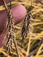Carex paleacea