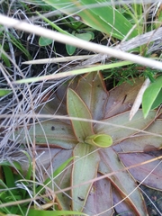 Pinguicula planifolia