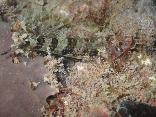 Netvormige drievinslijmvis (Enneanectes reticulatus) — Tripterygiidae — 4
