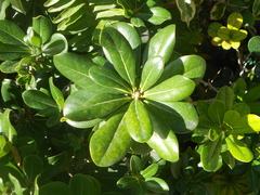 Magnoliopsida