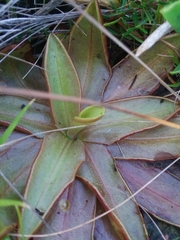 Pinguicula planifolia