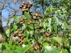 Hovenia dulcis