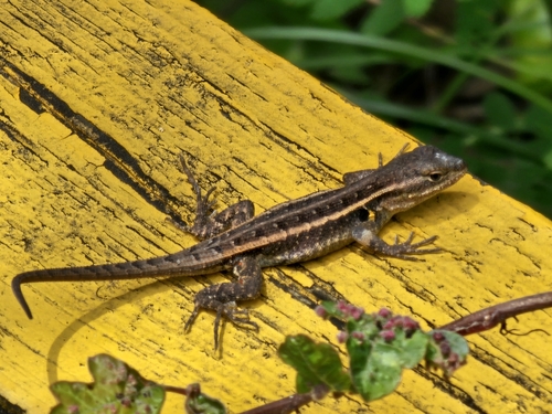 Rosebelly Lizard, Sceloporus marmoratus