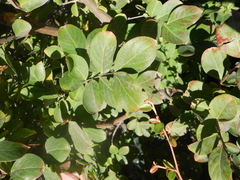 Magnoliopsida