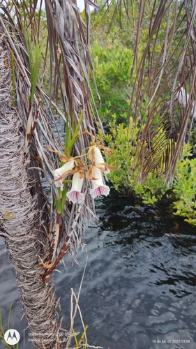 Galeandra devoniana, photograph 6