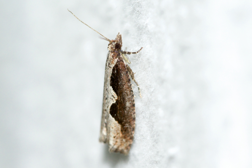 Diamondback Epinotia Moth photo 2