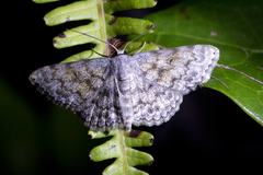 Scopula fibulata