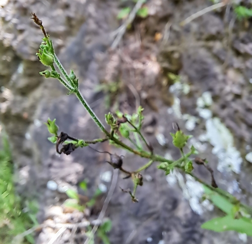 pale beardtongue (Penstemon pallidus)