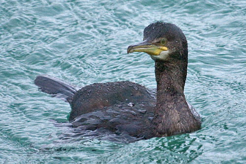European Shag