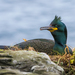 European Shag - Photo (c) Tony, some rights reserved (CC BY)