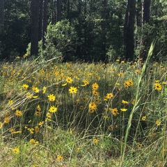 Helianthus heterophyllus