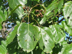 Hovenia dulcis