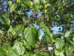 Hovenia dulcis