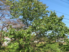 Hovenia dulcis
