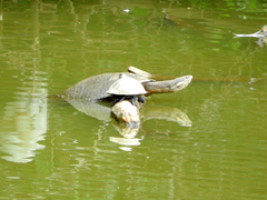 Phrynops geoffroanus