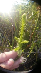 Lycopodium