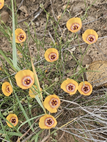 Laredo Flax (Linum elongatum)